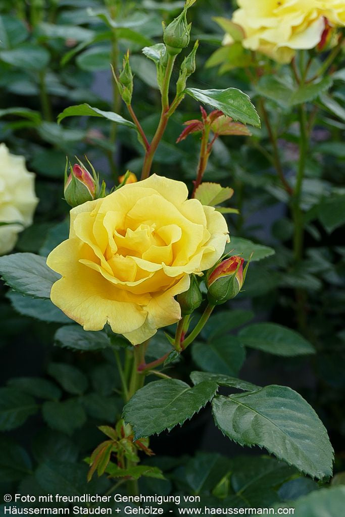 Strauchrose 'Lichtkönigin Lucia'  -R- 'Lichtkönigin Lucia' (Rosa  STR III)