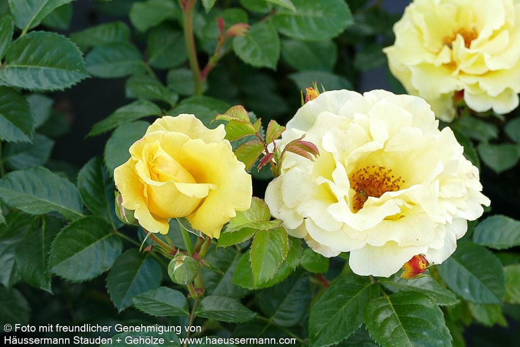 Strauchrose 'Lichtkönigin Lucia'  -R- 'Lichtkönigin Lucia' (Rosa  STR III)
