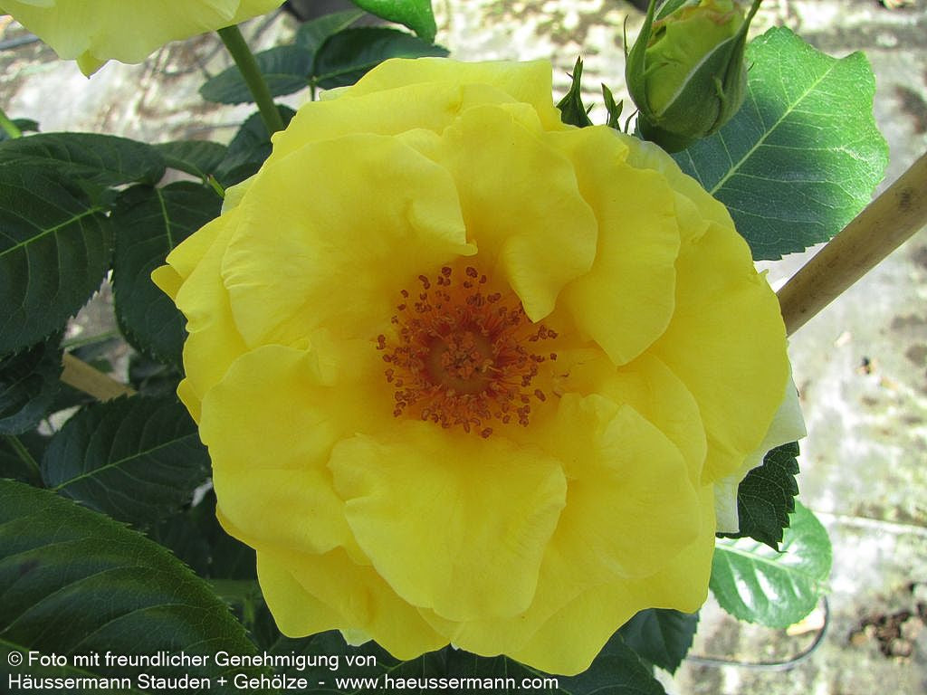 Strauchrose 'Lichtkönigin Lucia'  -R- 'Lichtkönigin Lucia' (Rosa  STR III)