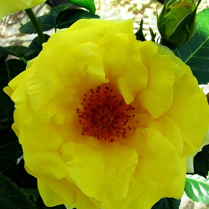 Strauchrose 'Lichtkönigin Lucia' -R- (Rosa STR III)