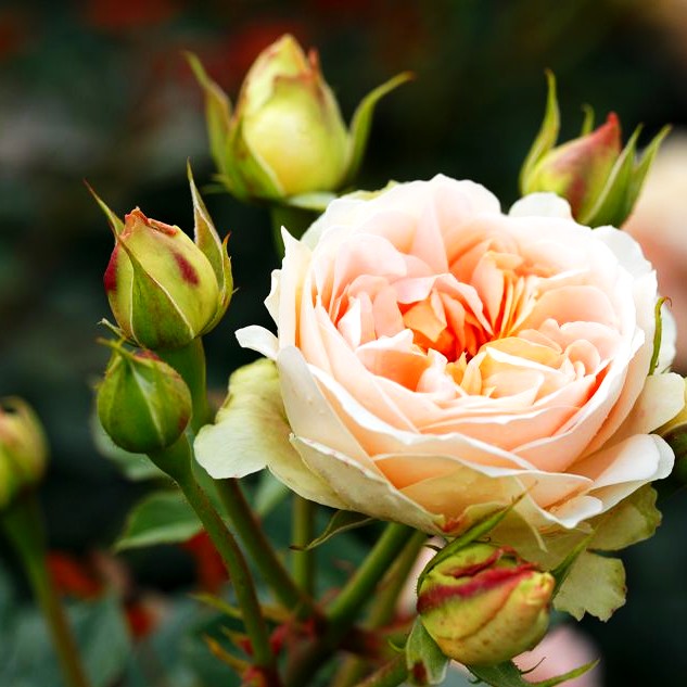 Strauchrose 'Matthias Claudius' -R- (Rosa STR V)