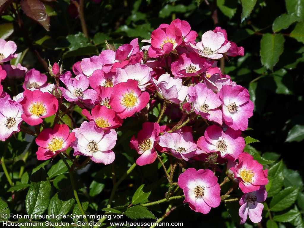 Strauchrose 'Mozart' (Rosa  STR III)