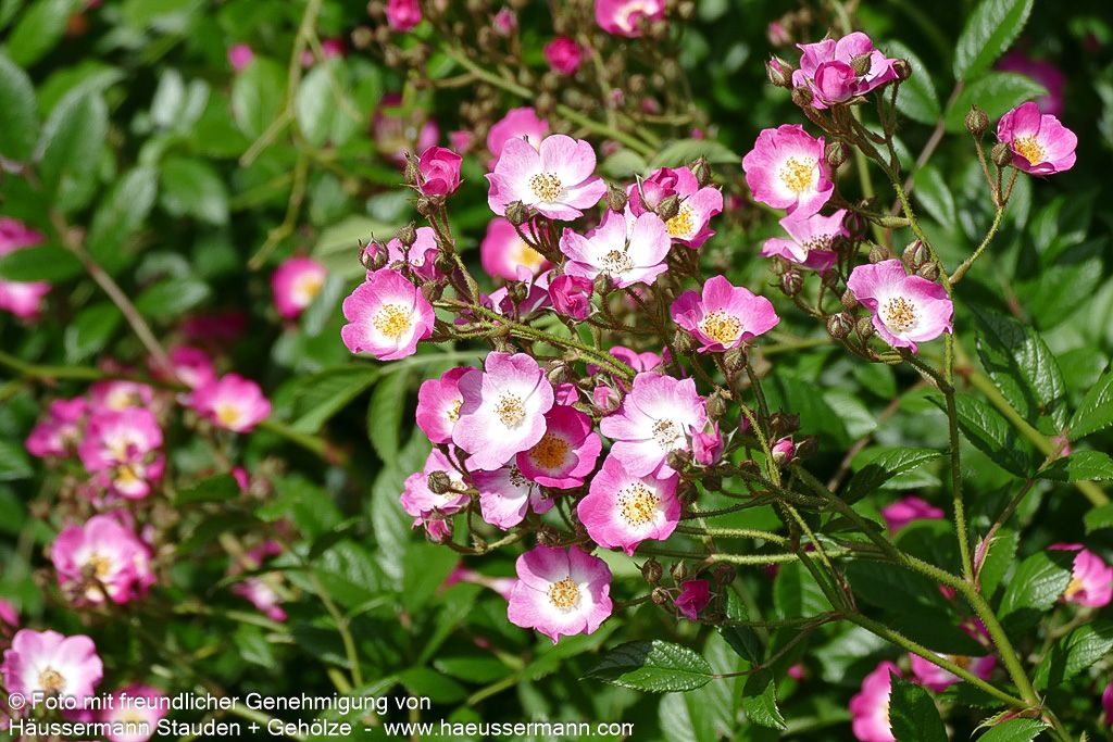 Strauchrose 'Mozart' (Rosa  STR III)