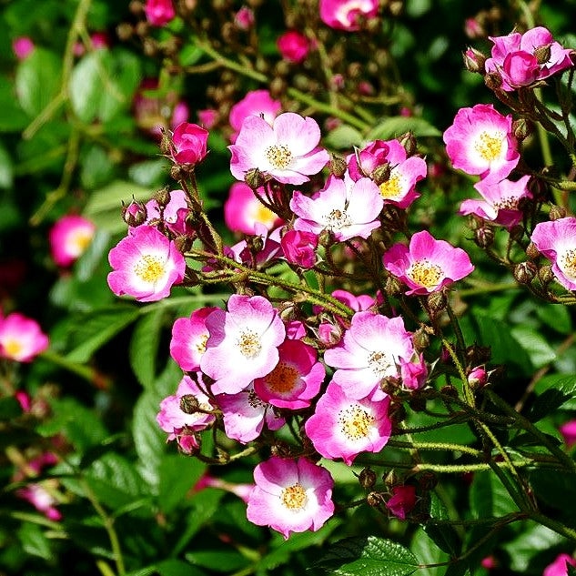 Strauchrose 'Mozart' (Rosa STR III)
