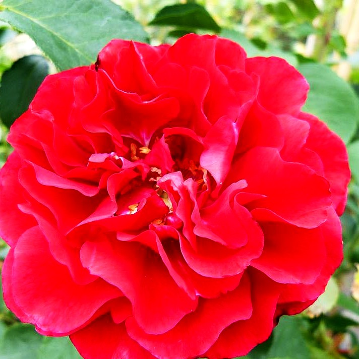 Strauchrose 'Nadia Renaissance' (Rosa STR V)