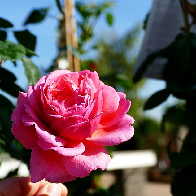 Strauchrose 'Princss.Alexandra of Kent' (Rosa STR VI)