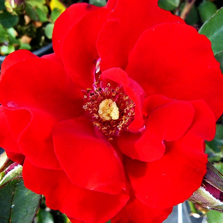 Strauchrose 'Roter Korsar' (Rosa STR IV)