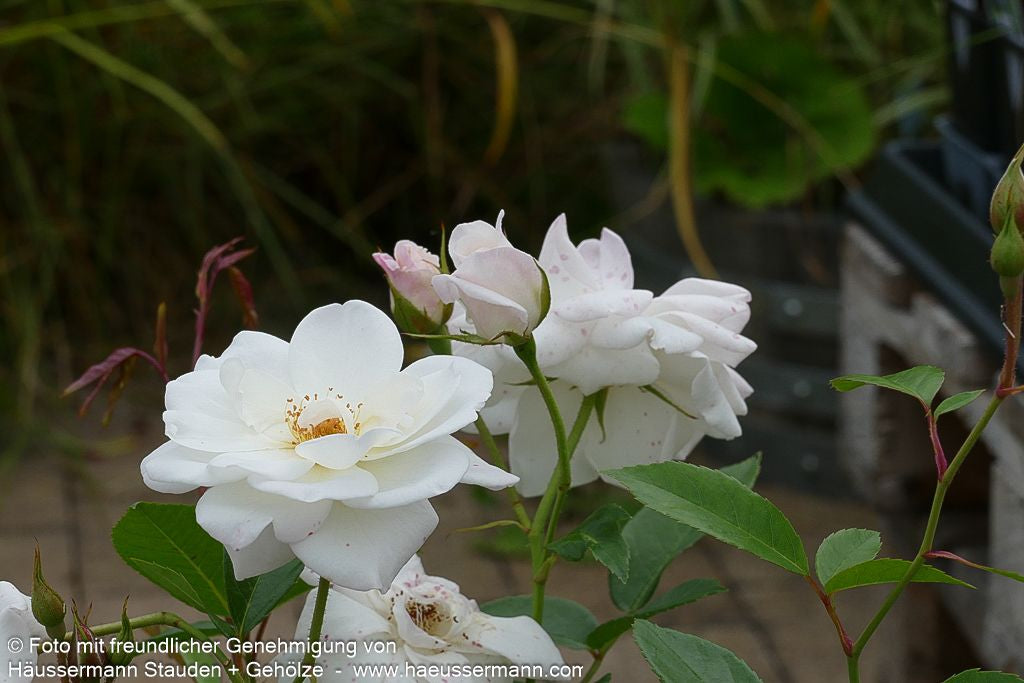 Strauchrose 'Schneewittchen'  -R- 'Schneewittchen' (Rosa  STR III)
