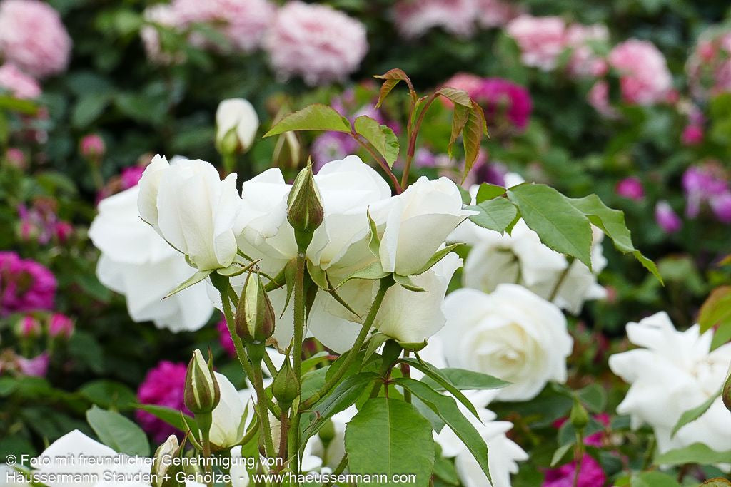 Strauchrose 'Schneewittchen'  -R- 'Schneewittchen' (Rosa  STR III)