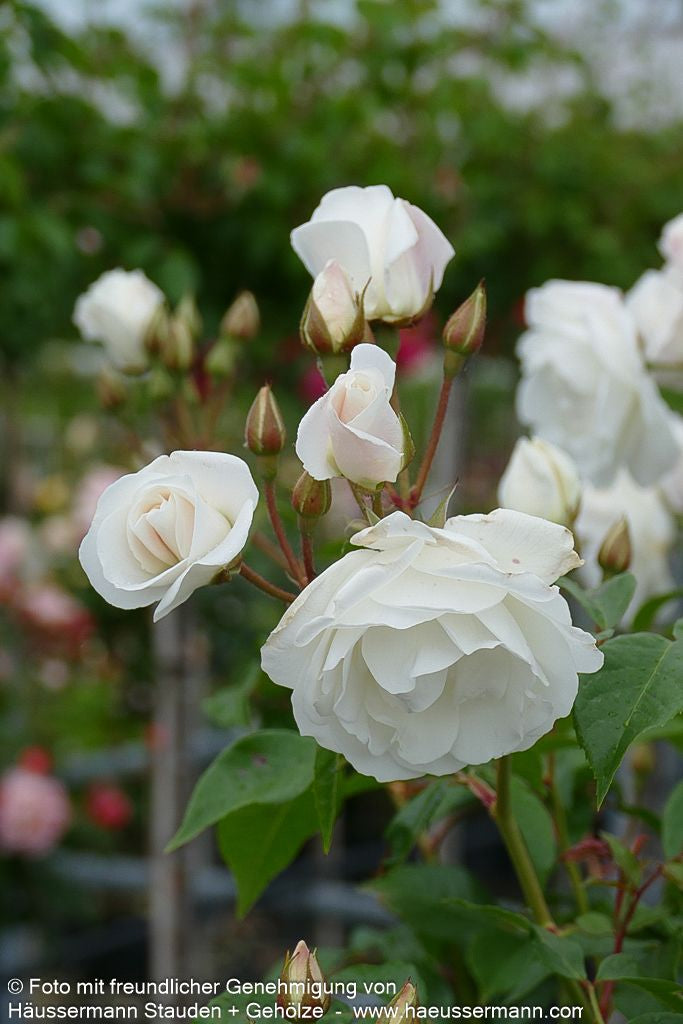 Strauchrose 'Schneewittchen'  -R- 'Schneewittchen' (Rosa  STR III)