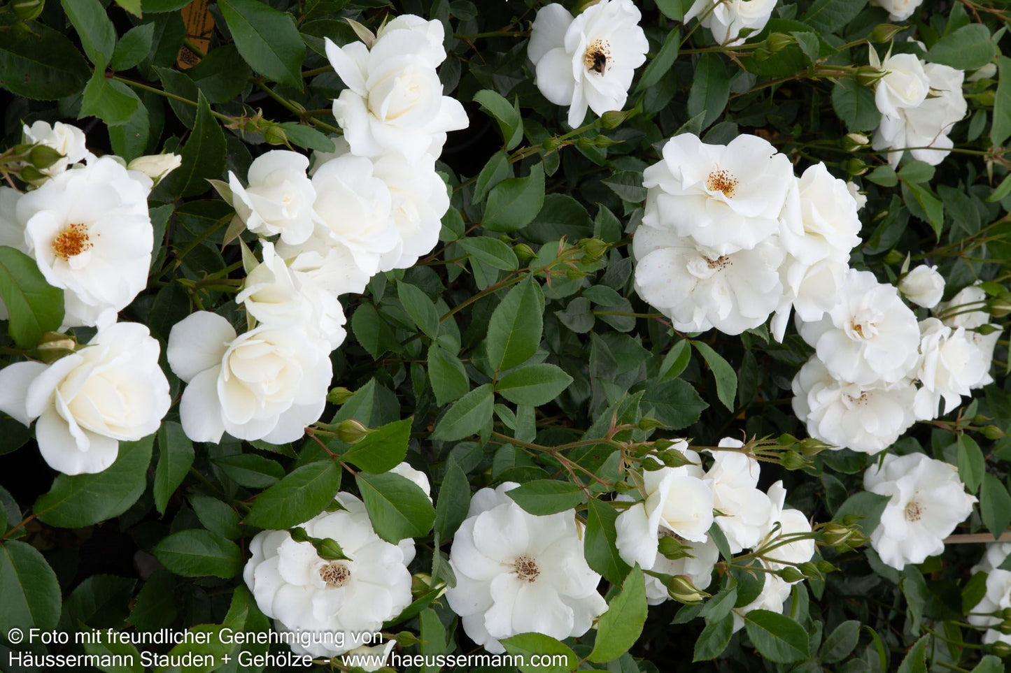 Strauchrose 'Schneewittchen'  -R- 'Schneewittchen' (Rosa  STR III)