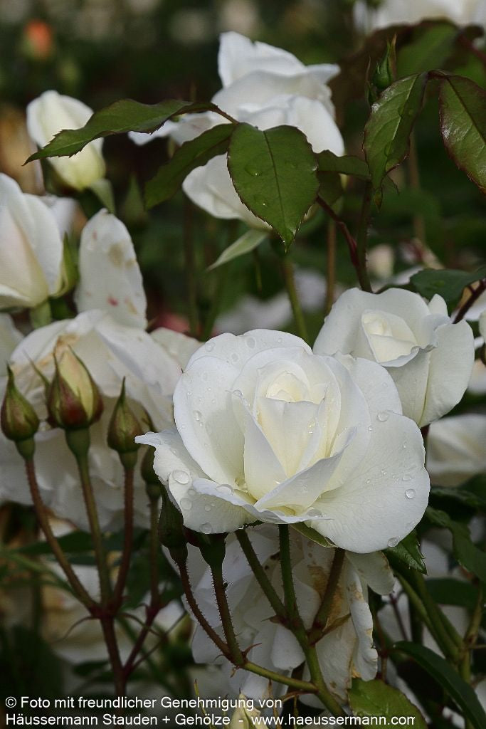 Strauchrose 'Schneewittchen'  -R- 'Schneewittchen' (Rosa  STR III)