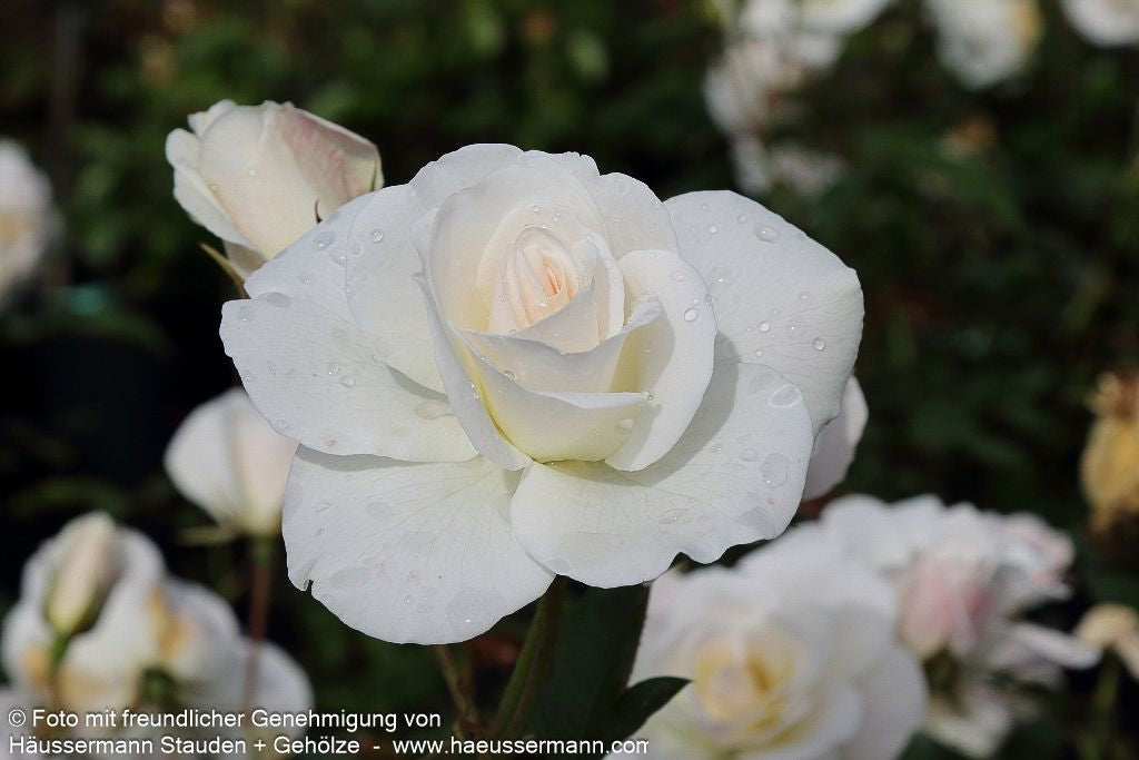 Strauchrose 'Schneewittchen'  -R- 'Schneewittchen' (Rosa  STR III)