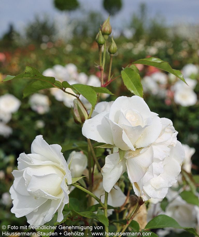 Strauchrose 'Schneewittchen'  -R- 'Schneewittchen' (Rosa  STR III)