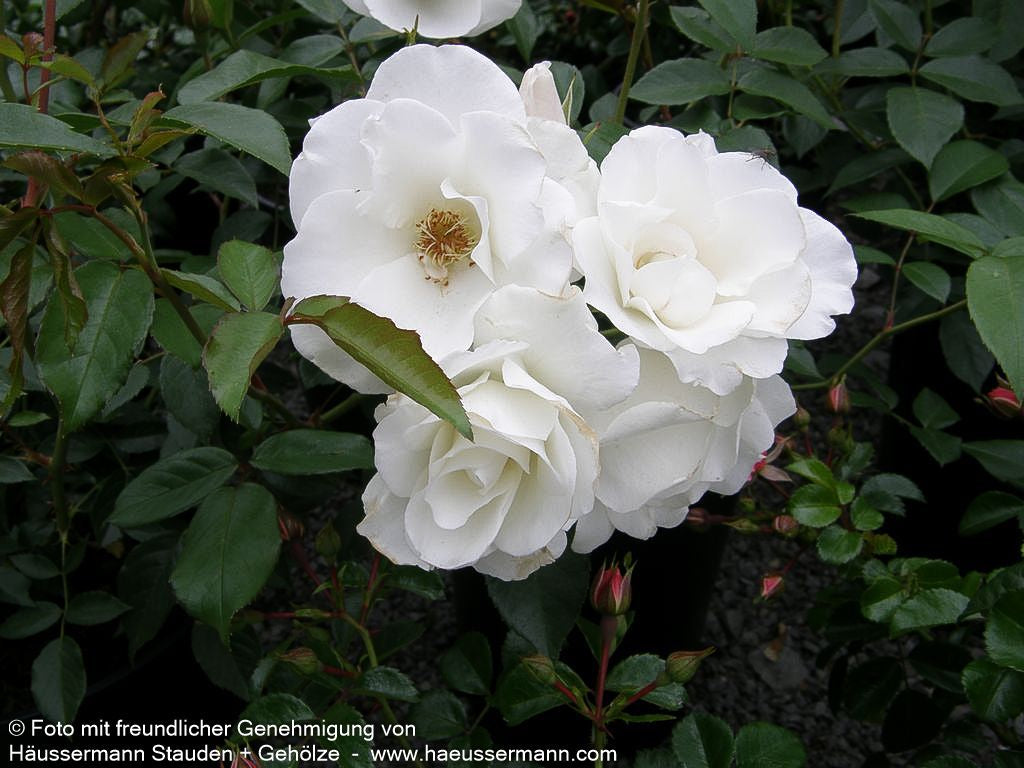 Strauchrose 'Schneewittchen'  -R- 'Schneewittchen' (Rosa  STR III)