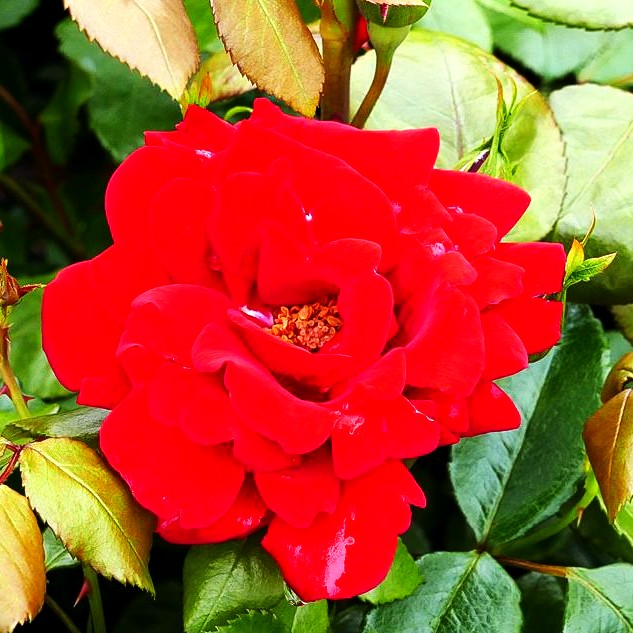 Strauchrose 'Ulmer Münster' (Rosa STR III)