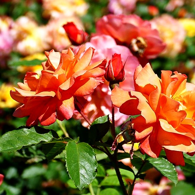 Strauchrose 'Westerland' -R- (Rosa STR III)