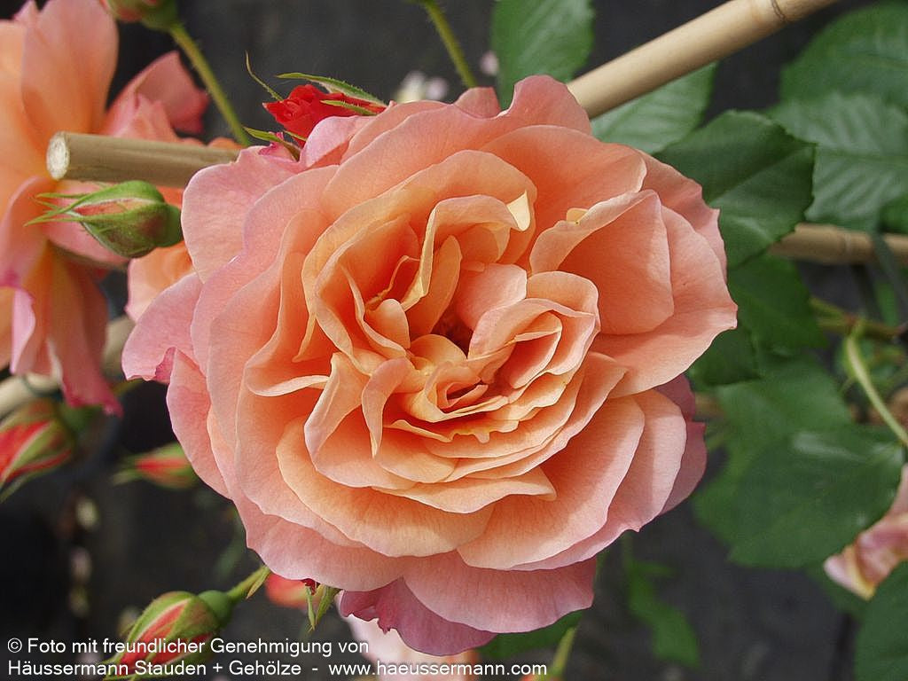 Strauchrose 'Westerland'  -R- 'Westerland' (Rosa  STR III)