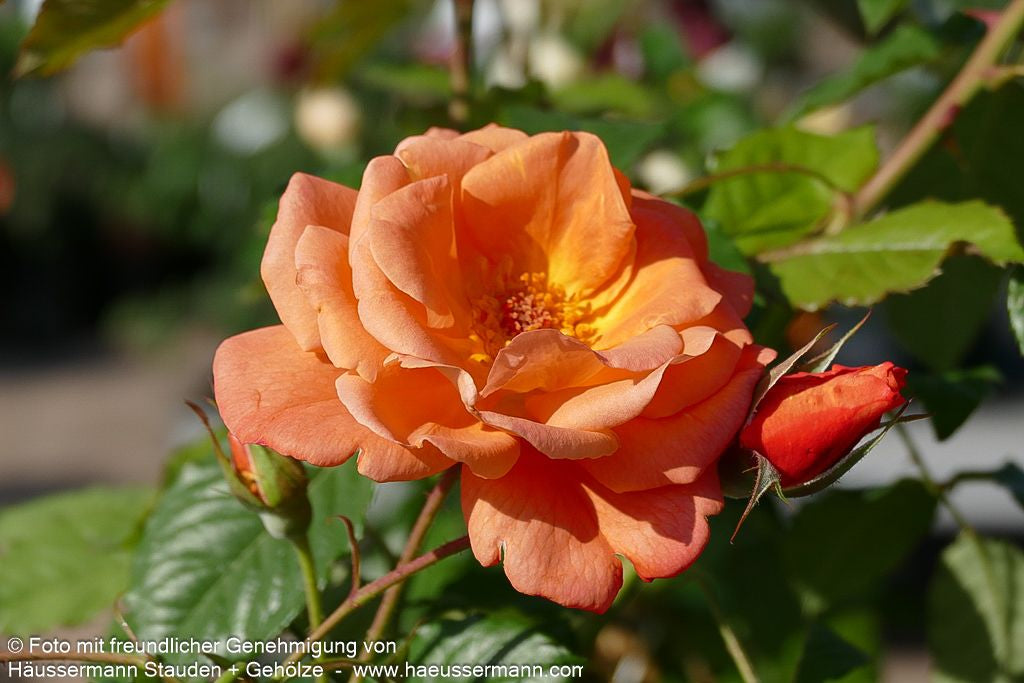 Strauchrose 'Westerland'  -R- 'Westerland' (Rosa  STR III)