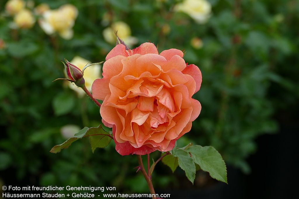 Strauchrose 'Westerland'  -R- 'Westerland' (Rosa  STR III)
