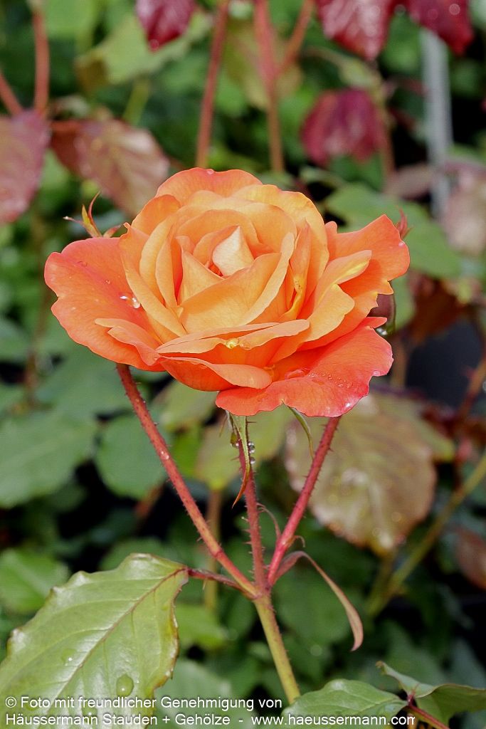 Strauchrose 'Westerland'  -R- 'Westerland' (Rosa  STR III)
