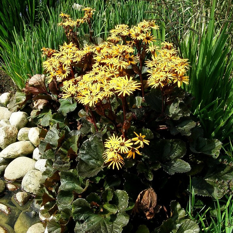Strauß-Goldkolben 'Britt-Marie Crawford' (Ligularia dentata)
