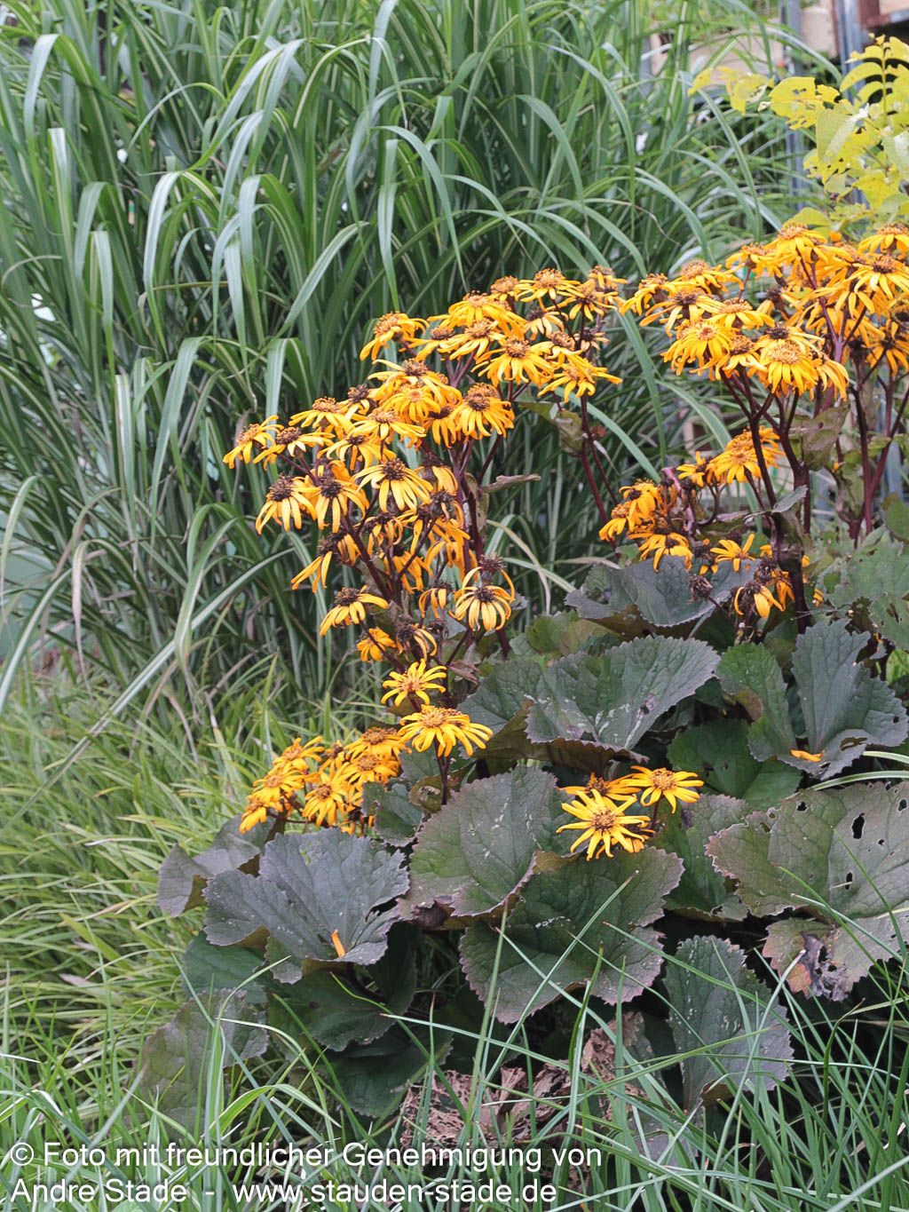 Strauß-Goldkolben 'Desdemona' (Ligularia dentata)