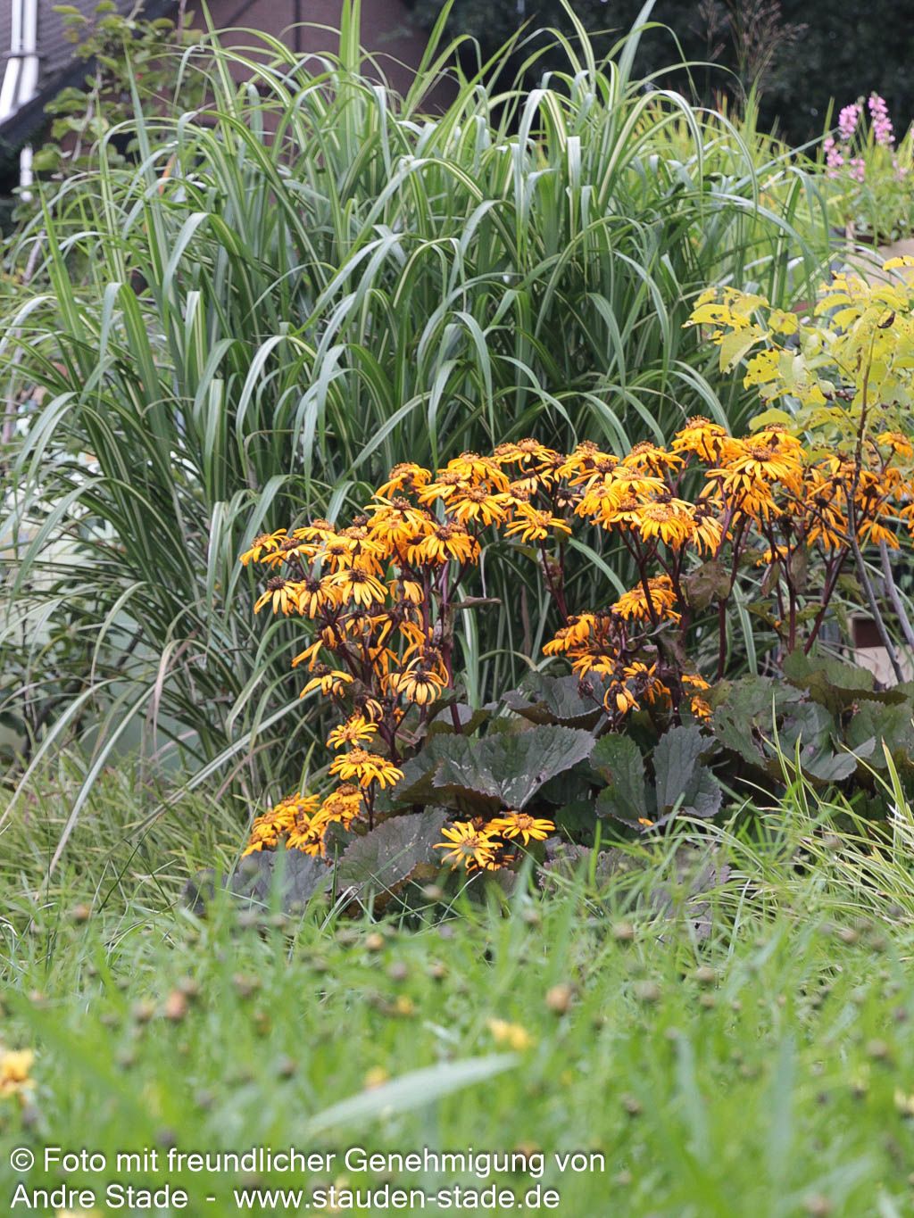 Strauß-Goldkolben 'Desdemona' (Ligularia dentata)