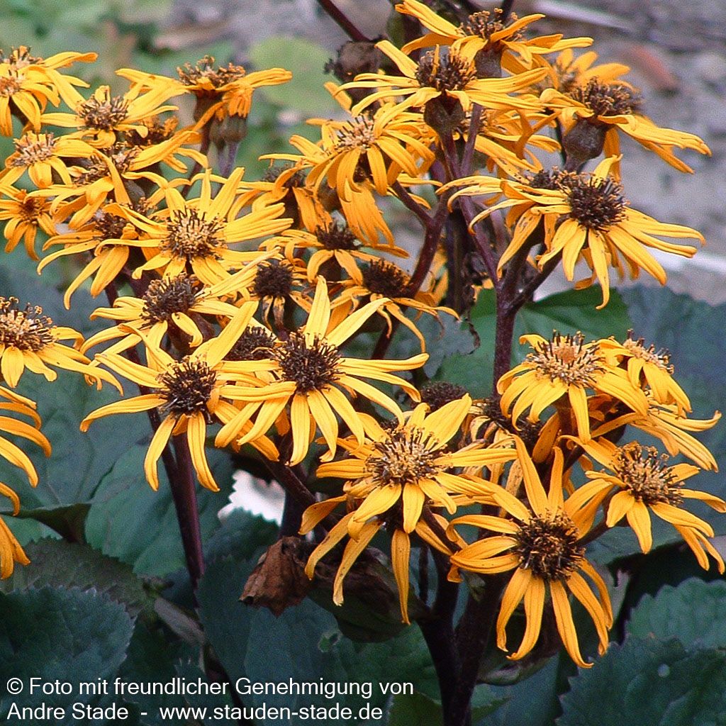 Strauß-Goldkolben 'Desdemona' (Ligularia dentata)