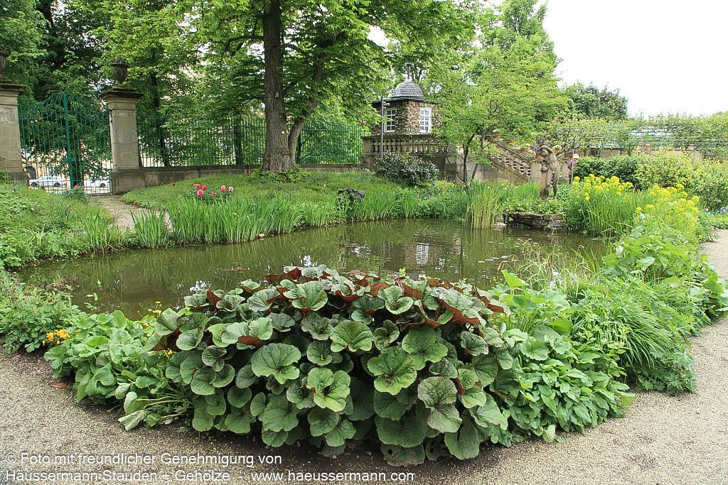 Strauß-Goldkolben 'Desdemona' (Ligularia dentata)