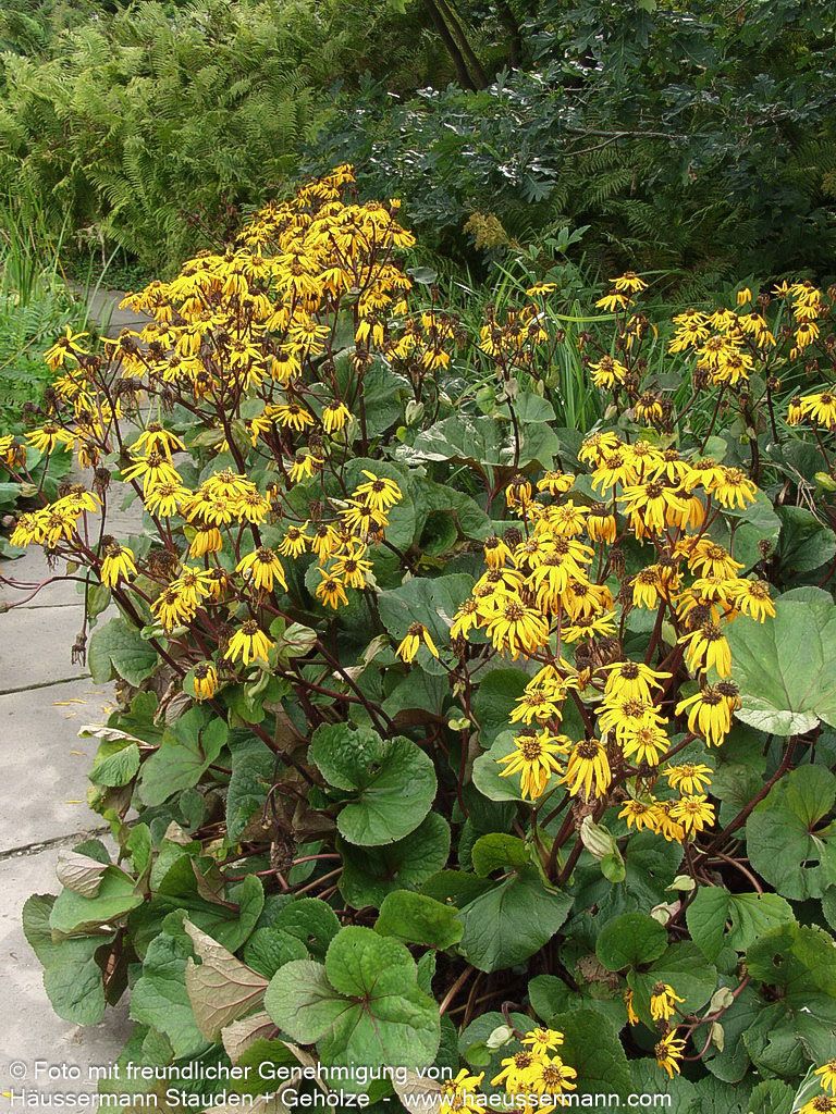Strauß-Goldkolben 'Desdemona' (Ligularia dentata)