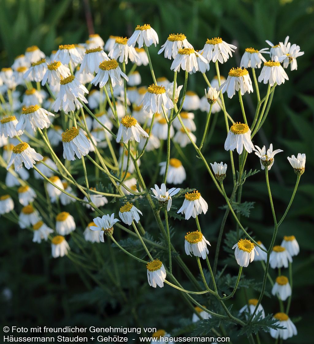 Strauß-Margerite (Tanacetum corymbosum)