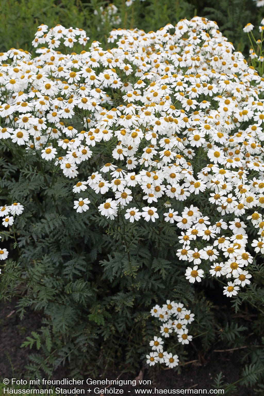 Strauß-Margerite (Tanacetum corymbosum)