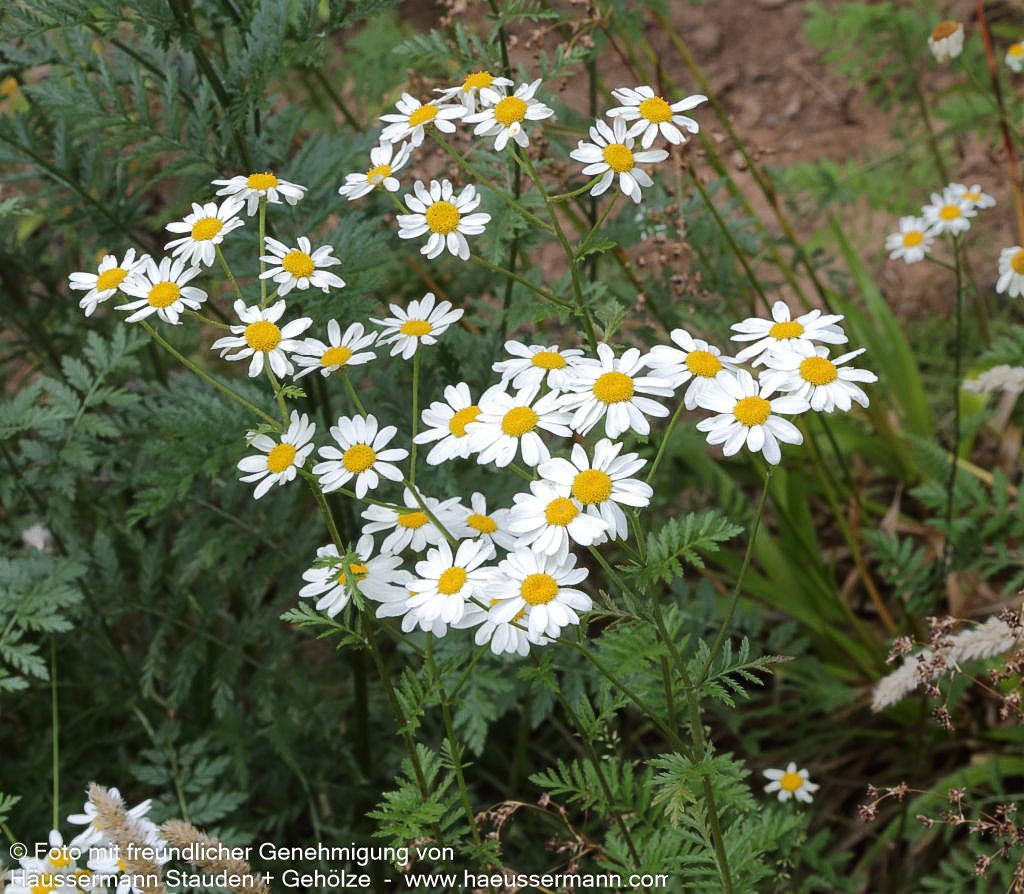 Strauß-Margerite (Tanacetum corymbosum)
