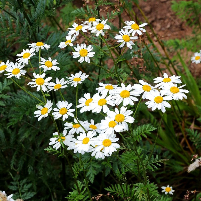 Strauß-Margerite (Tanacetum corymbosum)