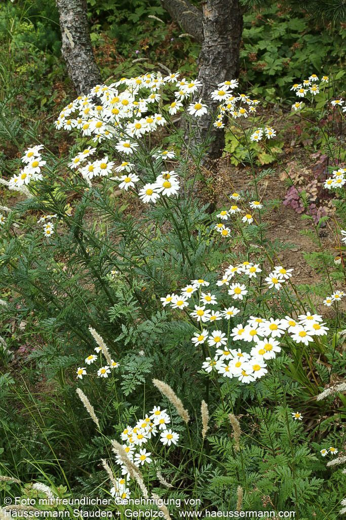 Strauß-Margerite (Tanacetum corymbosum)