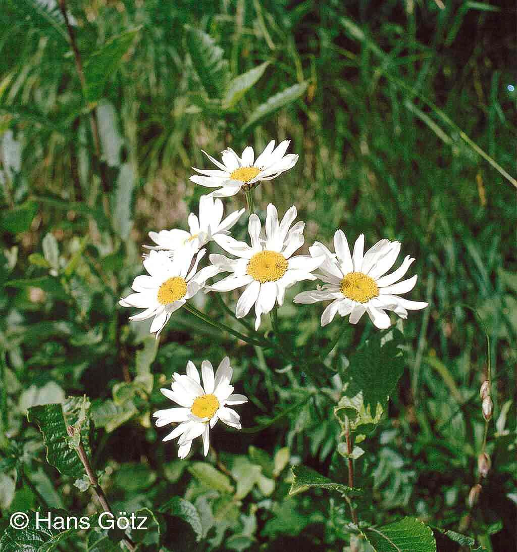 Strauß-Margerite (Tanacetum corymbosum)