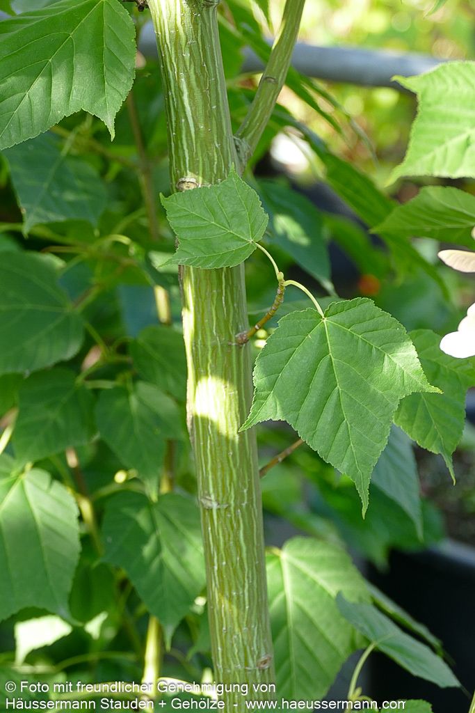 Streifen-Ahorn (Acer davidii)