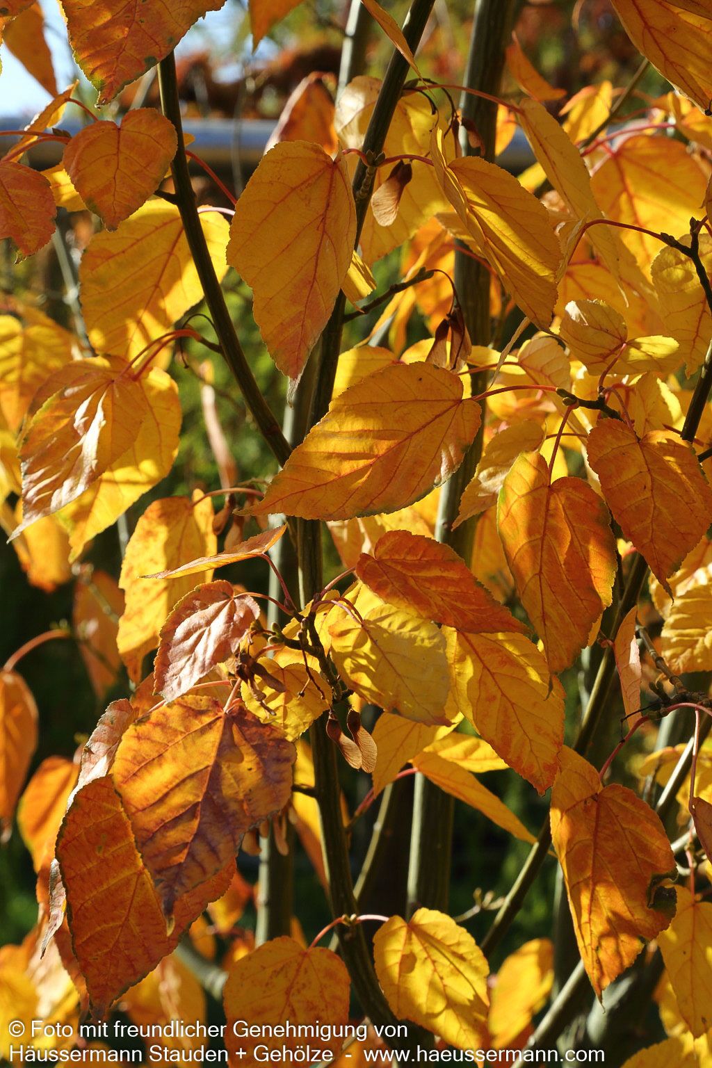 Streifen-Ahorn (Acer davidii)