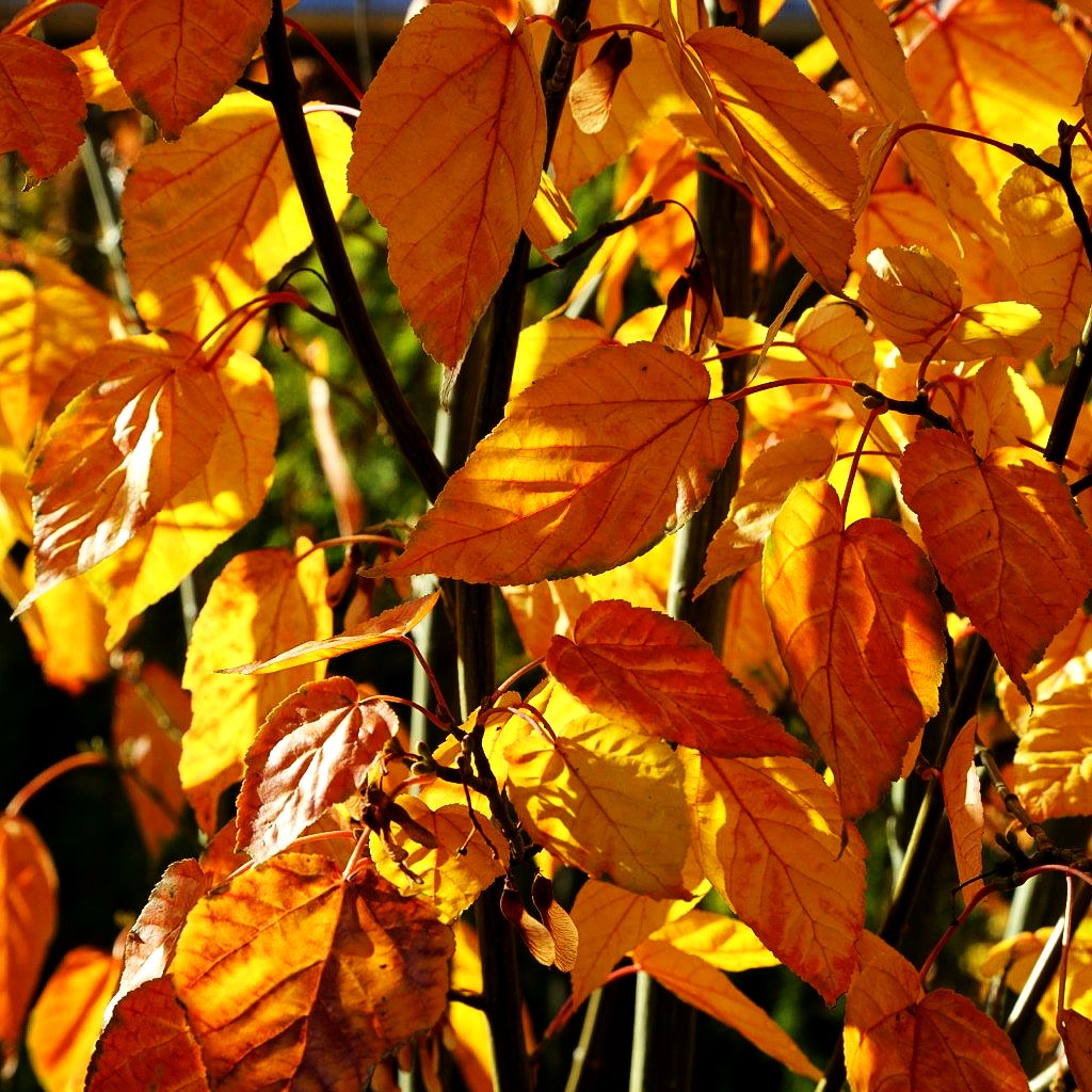 Streifen-Ahorn (Acer davidii)