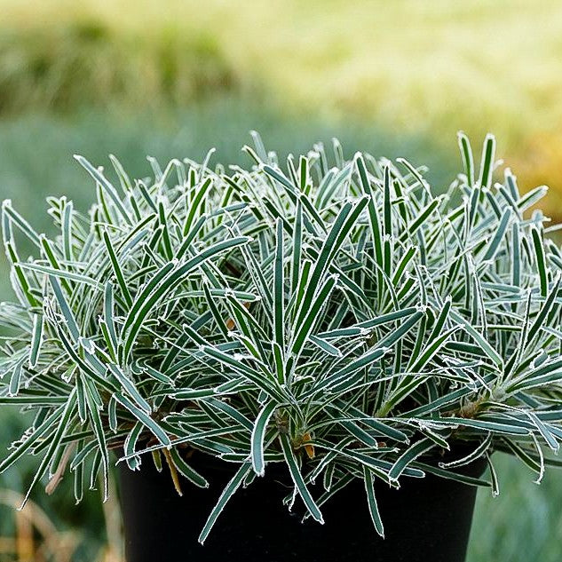 Südafrika-Segge 'Ice Crystal' (Ficinia truncata)