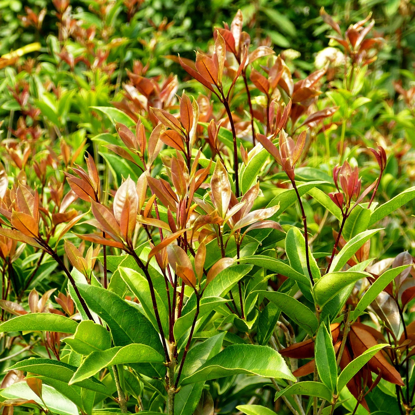 Süße Duftblüte (Osmanthus fragans)