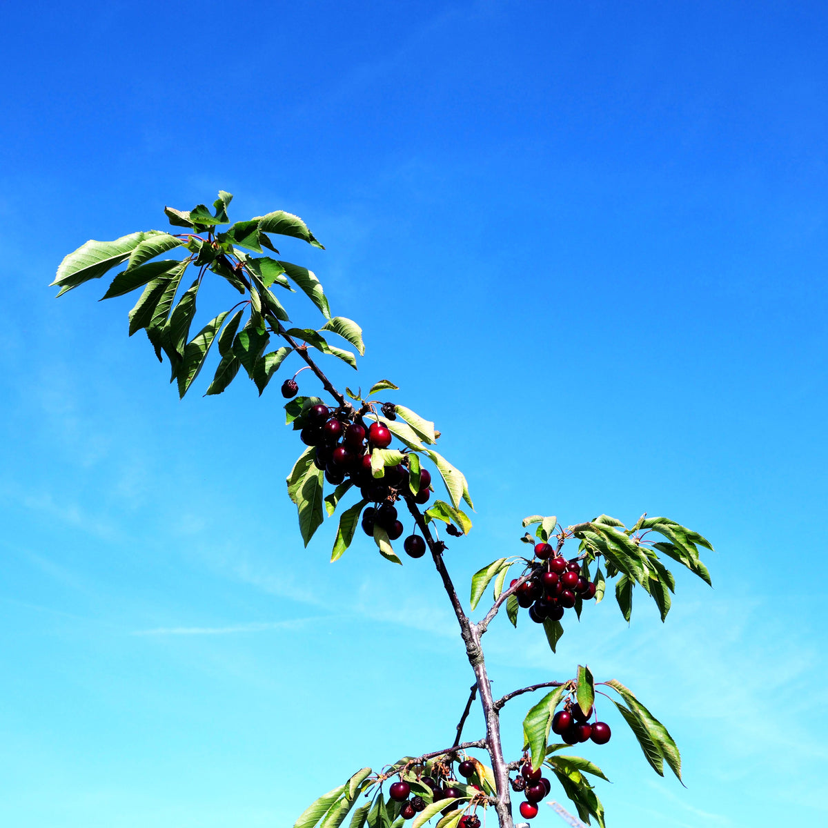 Süßkirsche 'Sunburst' (Prunus av.)
