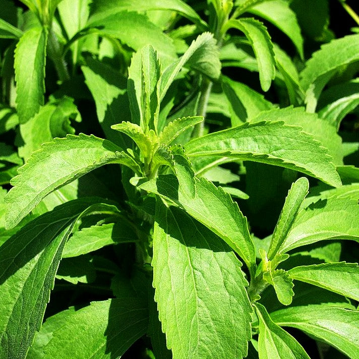 Süßkraut (Stevia rebaudiana)