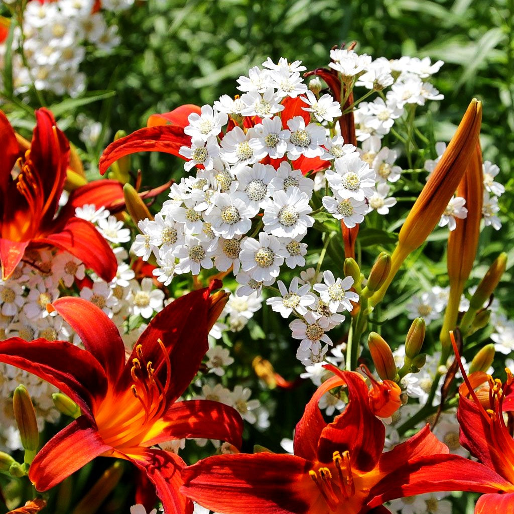 Sumpf-Garbe (Achillea ptarmica)