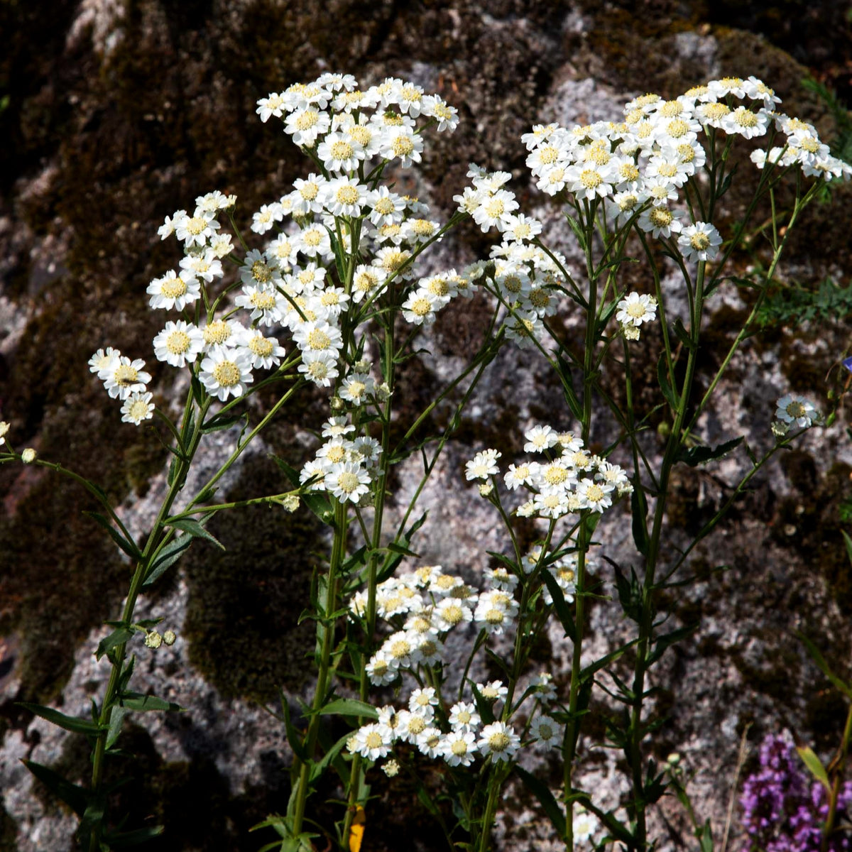 Sumpf-Garbe (Achillea ptarmica)