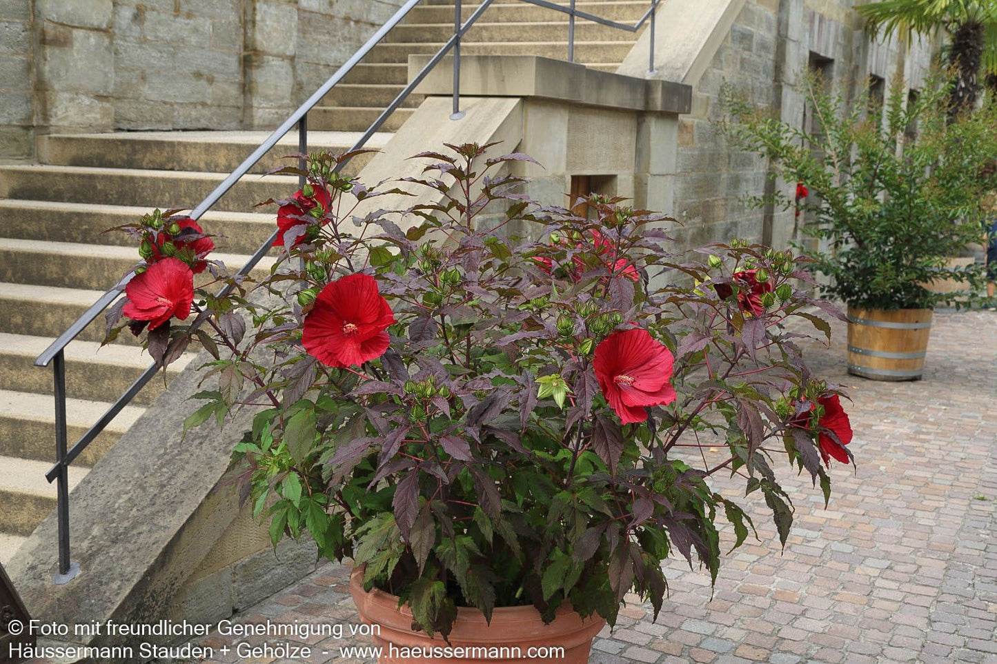 Sumpf-Roseneibisch 'Carousel Red Wine' (Hibiscus moscheutos)