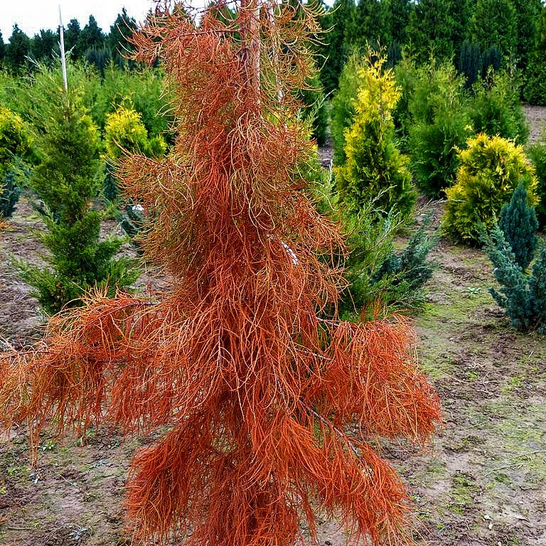Sumpfzypresse 'Nutans' (Taxodium distichum)