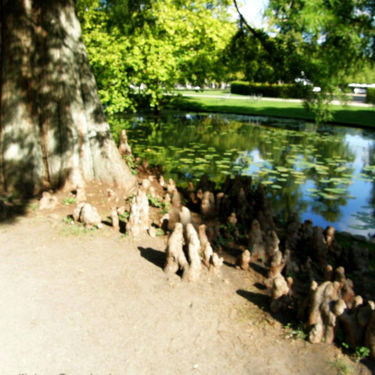 Sumpfzypresse (Taxodium distichum)