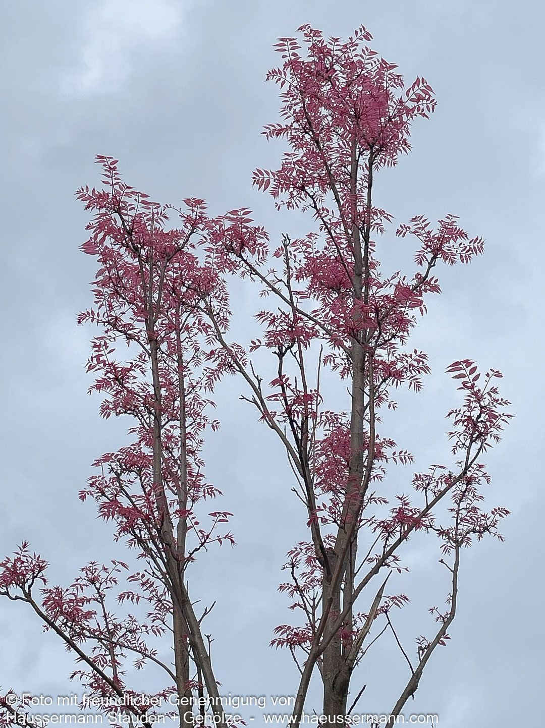Surenbaum, Gemüsebaum 'Flamingo' (Toona sinensis)